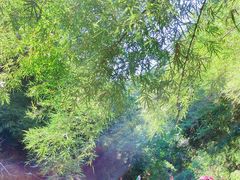 -广州市流溪河国家森林公园