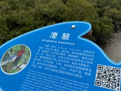 -北海金海湾红树林生态旅游区