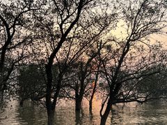 -宝安西湾红树林湿地公园