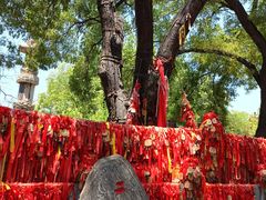 -大槐树寻根祭祖园