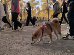 -金塔沙漠胡杨林景区