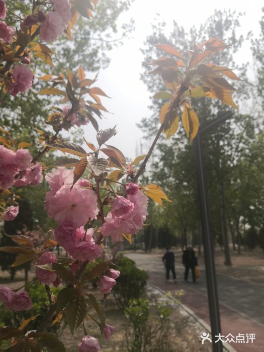 坝河休闲公园图片