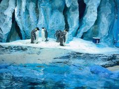 -帝企鹅自助餐厅•儿童岛•真企鹅(长隆企鹅酒店)