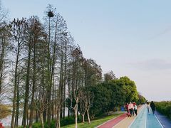-贡湖湾湿地公园