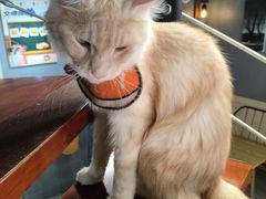 -豆逗聊愈猫阁Easy Life