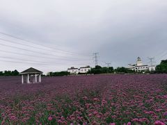 -紫颐香薰山谷景区