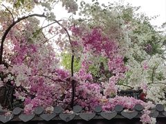 -深圳国际园林花卉博览园