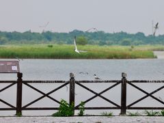 -盐城丹顶鹤湿地生态旅游区