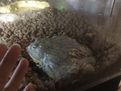 -萌宠奇缘