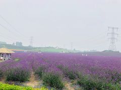 -紫颐香薰山谷景区