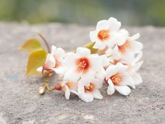 -舒家湾天主教堂