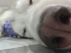 -星多哈·狗咖·拼豆·咖啡
