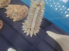 -上海海洋大学鱼文化博物馆(军工路校区)