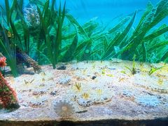 -暹罗海洋世界