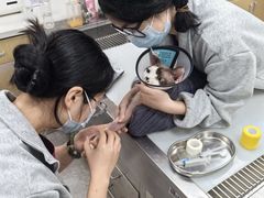 -瑞鹏宠物医院·骨外科·心肾科·肿瘤科(九亭店)