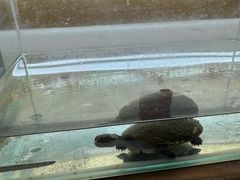 -溪岸路花鸟市场