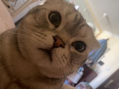-纳吉亚猫专科动物医院(康都外科中心)