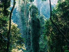 -西双版纳原始森林公园