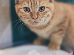 -喵屿·大理花园猫咖