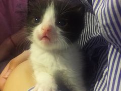 -PETKIT小佩宠物(古北店)