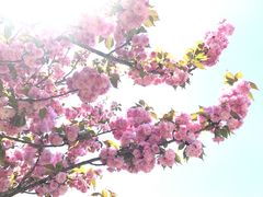 -上海辰山植物园