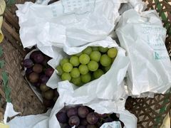 -马陆小张葡萄园农家乐