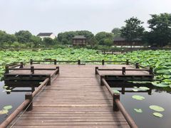 -鹅湖玫瑰文化园