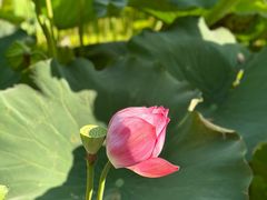 -野芷湖(地铁站)