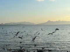 -深圳湾公园(南山区)
