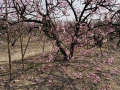 -南汇水蜜桃采摘(大团店)