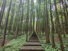 -武陵山森林公园