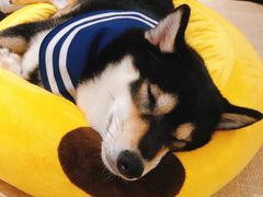 -逗柴咖啡屋·狗咖猫咖宠物桌游