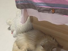 -悦宠凯宝动物医院·牙科·皮肤科(朝阳北路店)