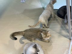 -藏猫猫咖啡主题馆(中央大道店)