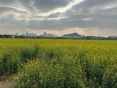 -光明小镇欢乐田园