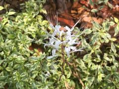 -植物园哈利亚餐厅