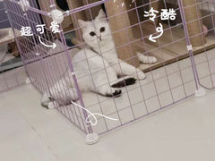 -lincat·猫舍(广州店)