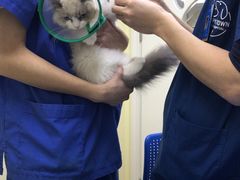 -芭比堂动物医院广州顽皮分院