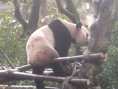 -都江堰中华大熊猫苑
