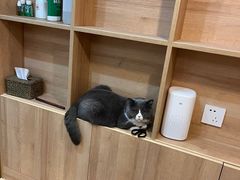 -是阿柴呀！柴犬咖啡·爱喵喵猫咖