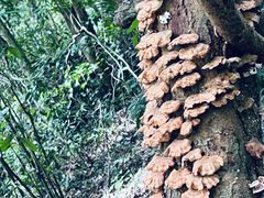 -七仙岭温泉国家森林公园