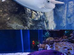 -太平洋海底世界