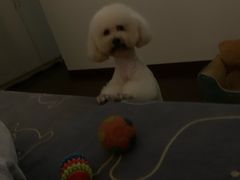 -瑞派旺宝宠物医院·犬猫全科综合·尿道专科(莲兴院)