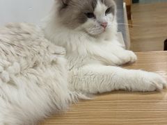 -有喵·猫咖·狗咖·30几只猫10只小狗(岗厦店)