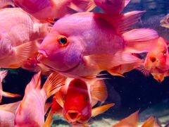 -太平洋海底世界