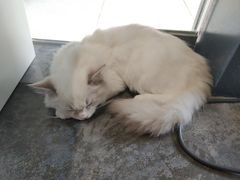 -瞄一喵猫咖(格力海岸店)