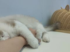 -爪爪喵星球·猫舍(前海卓越店)