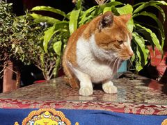 -龙华素斋(龙华路店)