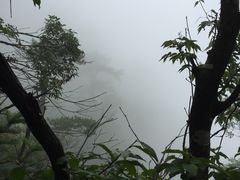 -天目山大树王景区