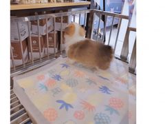 -翊宠yipet猫狗购宠庄园犬舍•猫舍